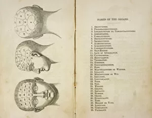 1841 Collection: Phrenolgical Head
