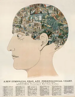 Phrenology Collection: Phrenological Head