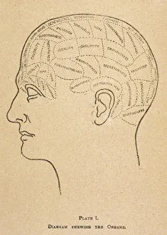 Phrenology Collection: Phrenological Head / B / W