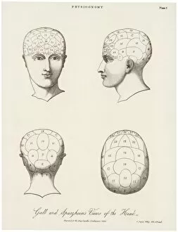 Phrenology Collection: Phrenological Systems