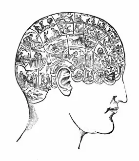 Images Dated 12th September 2011: Phrenology - Traits