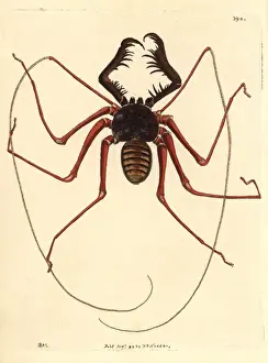 Thenaturalistsmiscellany Prints: Phrynus ceylonicus, an amblypygid or whip spider