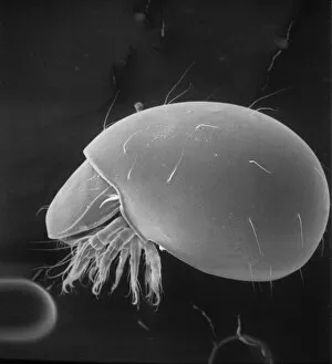 Microscope Image Collection: Phthiracarus sp. box mite or armadillo mite