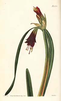 Amaryllis Gallery: Phycella cyrtanthoides