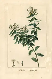 Pancracebessa Prints: Phylica orientalis, native to South Africa