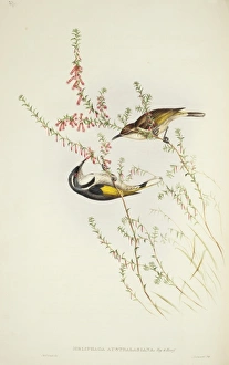 Elizabeth Gould Gallery: Phylidonyris pyrrhopterus, crescent honeyeater