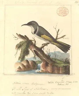 Phylidonyris pyrrhopterus, crescent honeyeater