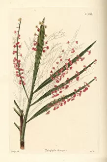Shotter Collection: Phyllanthus angustifolius