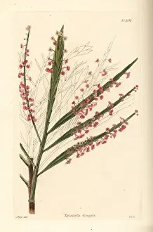 Shotter Prints: Phyllanthus angustifolius