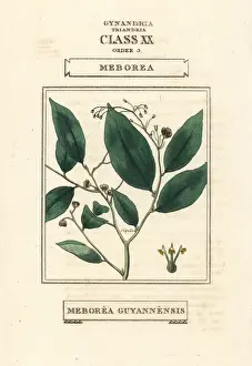 Duppa Prints: Phyllanthus attenuatus