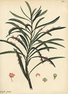 Henry Andrews Prints: Phyllanthus epiphyllanthus subsp. epiphyllanthus