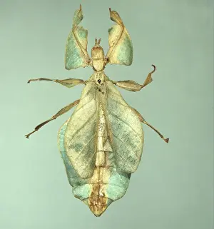 Mimic Prints: Phyllium sp. Oriental leaf insect