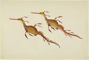 Osteichthyes Prints: Phyllopteryx taeniolatus, weedy seadragon