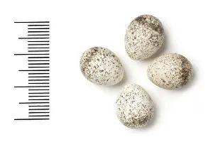 Warbler Prints: Phylloscopus bonelli, western bonellis warbler