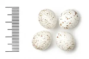 Eggshell Prints: Phylloscopus ibericus, iberian chiffchaff