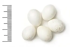 Eggshell Prints: Phylloscopus neglectus, plain leaf warbler