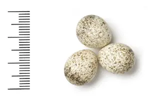 Eggshell Prints: Phylloscopus orientalis, eastern bonellis warbler
