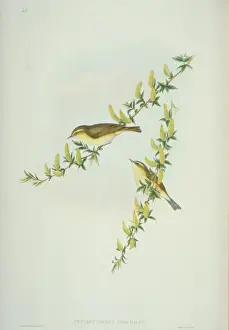 Malpighiales Prints: Phylloscopus trochilus, willow warbler