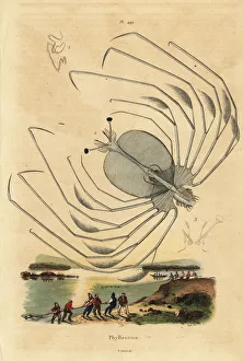 Crustacea Collection: Phyllosoma larval stage of a spiny lobster