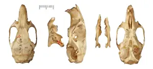 Harry Taylor Prints: Phyllotis chacoensis
