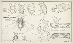 1877 Collection: Phylloxera Vastatrix