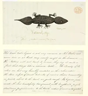 Lepidosaur Prints: Phyllurus platurus, leaf-tailed gecko