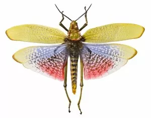 Acrididae Gallery: Phymateus morbillosus, common milkweed locust