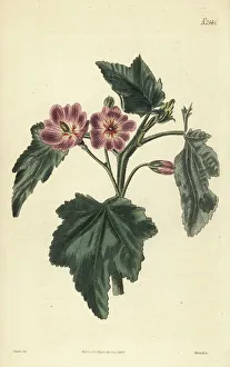 Weddell Prints: Phymosia abutiloides