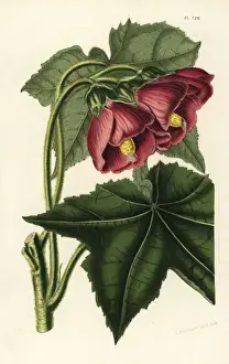 Guatemala Prints: Phymosia rosea
