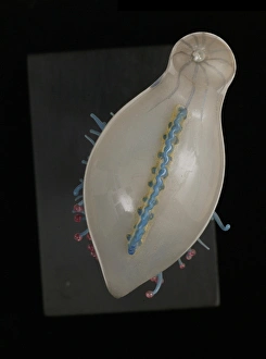 Images Dated 26th August 2005: Physalia pelagica, jellyfish
