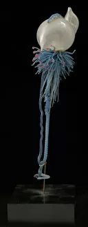 1857 1939 Collection: Physalia pelagica, jellyfish
