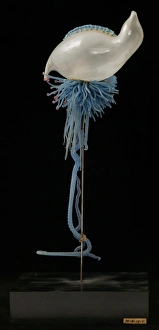 Images Dated 26th August 2005: Physalia pelagica, jellyfish
