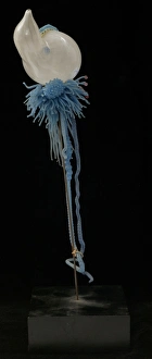 Images Dated 26th August 2005: Physalia pelagica, jellyfish