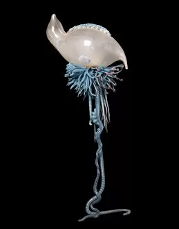 Images Dated 29th January 2004: Physalia pelagica, jellyfish model
