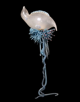 Images Dated 29th January 2004: Physalia pelagica, jellyfish model