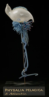 Siphonophora Gallery: Physalia pelagica, jellyfish model