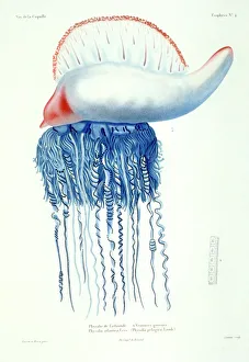 Lesson Collection: Physalia pelagica, Portugese-man-of-war