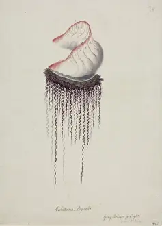 Jelly Prints: Physalia physalis, Portuguese man-of-war