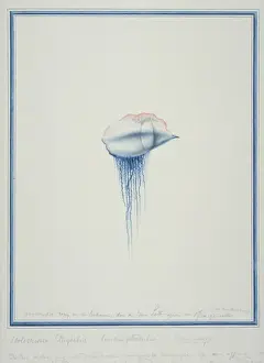 Jelly Prints: Physalia physallis, Portuguese man-of-war