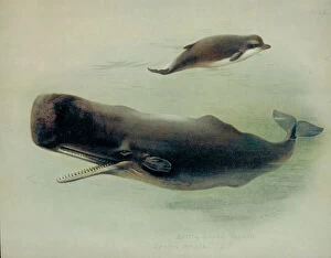 Aquatic Gallery: Physeter catodon and Hyperoodon ampullatus