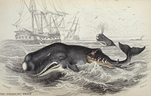 A 19th century hunt