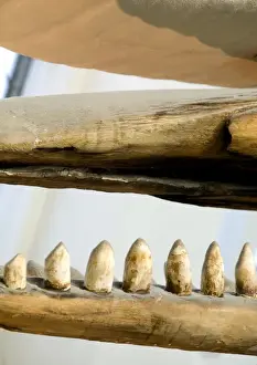 Closeup Prints: Physeter macrocephalus, sperm whale