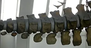 Physeter macrocephalus, sperm whale