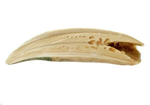 Mammalia Gallery: Physeter macrocephalus, Sperm whale tooth