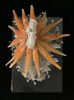 Siphonophora Gallery: Physophora hydrostatica, jellyfish