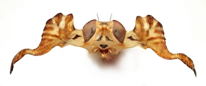 Capra Gallery: Phytalmia, antlered fly