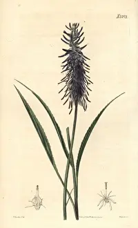 Phyteuma scorzonerifolium