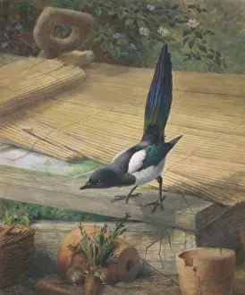 John Gerrard Keulemans Prints: Pica pica, common magpie