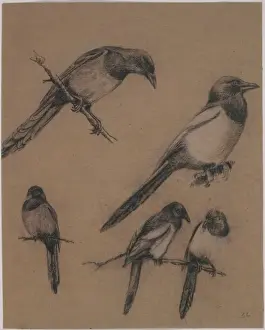 Pica pica, common magpie
