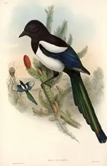Pica pica, common magpie